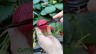 two kinds of fruit/#strawberry #lychee #fruit #shorts #youtubeshorts