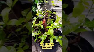 Bahan Bonsai Beringin Iprik dari Cangkok #Shorts