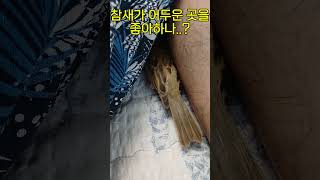 다친 아기참새 구조! 참새줍줍 2편