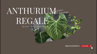 ANTHURIUM REGALE | Plant Identification