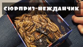 Сюрприз-нежданчик пранк