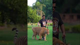 Big Tiger Walks In Chain | Nouman Hassan |