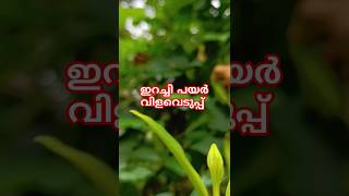 വിളവെടുപ്പ് ഇറച്ചി പയർ #gardeningvideos #gardening #youtubeshorts