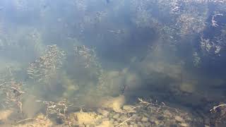 The Oberlin Reservoir and the fish