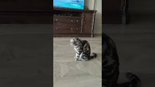 Котик наш любимый🐱