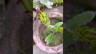 Finally flower #garden  #fruit #ড্রাগন #ড্রাগনফল #flowers #rooftopgarden #gardening #reels #plants