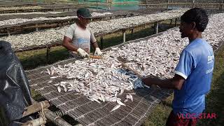 Dry fish making process at digha mohona / Digha/West Bengal/ India.............