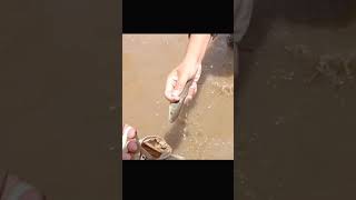 simple net fishing in River! catching lots of fish