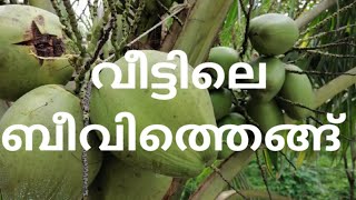 വീട്ടിലെ ബീവിത്തെങ്ങ് 🌴Enjoy with Noora's World