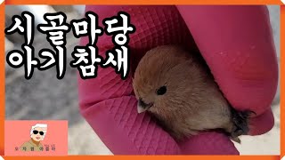 아기참새 한마리 시골마당에 나타났어요! 참새맞아? 굴뚝새?