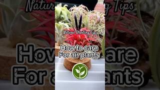 How to care for Air Plants #plants #youtubeshorts #shortvideo #howto #indoorplants #viralvideo