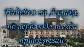 "Кровь цветов" Анита Амирезвани