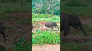 Pinnawala🐘Elephant🐘#pinnawalaelephantorphanage#pinnawala#srilanka#elephant#subscribe#travel