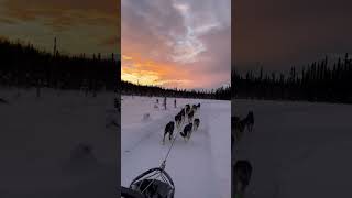 Come on a quick virtual tour with us! #dogsledding #fyp #dogshorts #outdoors #beautiful