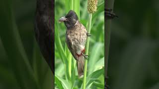 Red Vented Bulbul Bird with a catch #bulbul #bulbulbird #birds #reels #reelsvideo #love #beautiful