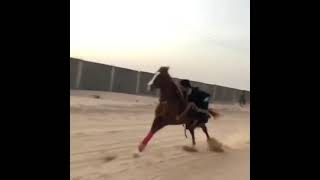 الخيل من خيالها