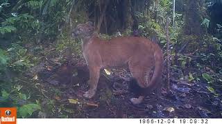 EK000151 Female puma, Dracula Reserve