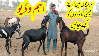 Janwaron Ko Sardi Sa Kasay Bachan|Goat Farming Tips|Important Video| #goatfarming #goat #bakramandi