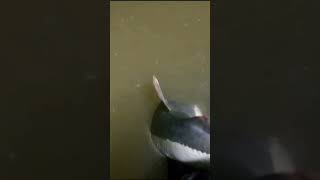 NÃO ERA ESSA A AJUDA! #pesca #fish #monstro #viralshorts #viralvideo #pirarara #viral #youtubeshorts