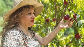 “A Day in the Life of a Rural Woman: Harvesting 100 Boxes of Peaches and Nectarines”