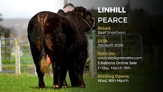 LINHILL PEARCE - Beef Shorthorn - Pedigree Sales Online Auction