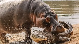 Опасные Существа / Dangerous Animals | HD |