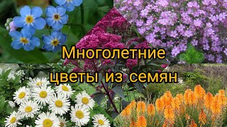 МНОГОЛЕТНИЕ ЦВЕТЫ ИЗ СЕМЯН. Неприхотливые растения, которые реально вырастить из семян. Обзор.