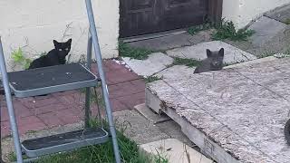 WAREHOUSE CATS