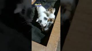 Menanti Hangatnya Belaian Ibu #shots #cat #kucing #catlover #catmeow #kitten #kittycat