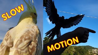 Cockatiels recall and landing in slow motion - 2