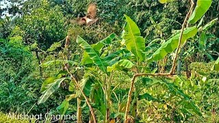 Pikat Kutilang Muda Kesurupan,Bikin KL MERONGOS,,Loro point