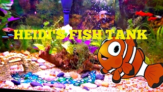 Heidi's Fish Tank Live Stream