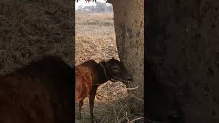 Cute Baby Cow Sound #cowsounds #youtubeshorts #animalshorts #shorts