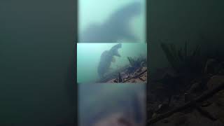 Big common carp feeding underwater carpfishing