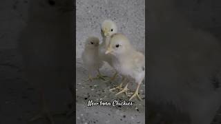 Real New born chicks sound| Country chicken babies|#Shorts