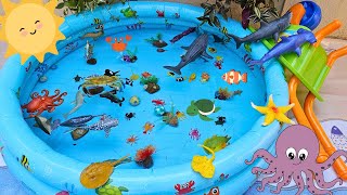 SEA ANIMALS FOR TODDLERS: CLARK'S ANEMONEFISH, LEATHERBACK TURTLE, RACCOON BUTTERFLYFISH, AND OTHERS