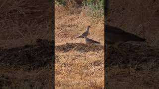 Wattled lapwing #shorts