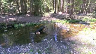 Scoping my spots out for 2021 Stanislaus National Forrest