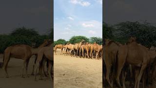 Camels all female #shorts #shortvideo  #youtubeshorts