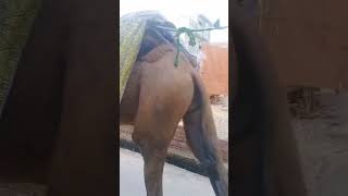 Rajastani Camel #shorts