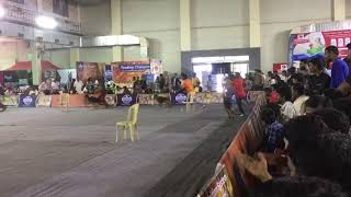 German Shepherd FCI Show