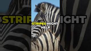 Why Do Zebras Have Stripes? 🦓 Discover the Theories!