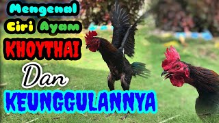 Mengenal Karakter & Keunggulan Ayam Jenis Khoythai #subscribe #bantushare #bantusubscribe