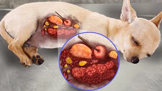 ASMR Treating Infected Wounds & Large Pustules for dogs | Deep Cleaning Animation