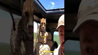 CHEETAH JUMPS INTO SAFARI VEHICLE