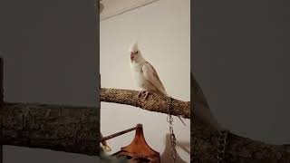 Day 19: Training my Cockatiel to come/step up