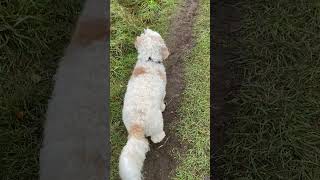 Dog Walk with Hugo the Australian Labradoodle. #dogs #foryou #hugo #foryourpage #dogexercise