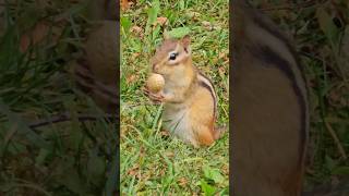 Chipmunks filling cheeks #cuteanimal #wildlife #animals #chipmunks