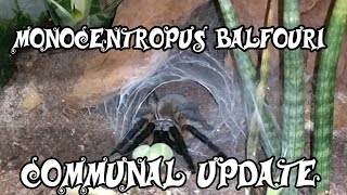 Monocentropus Balfouri Communal Update