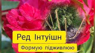 Правильна обрізка троянди весною. Перше підживлення після зими